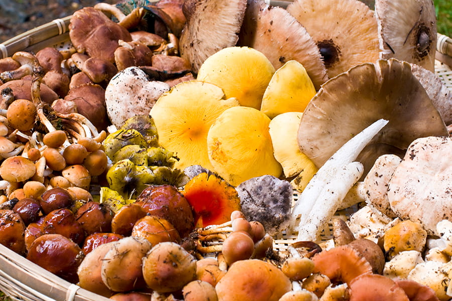 山菜取り（きのこ狩り）